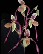 unknow artist Orchis china oil painting artist